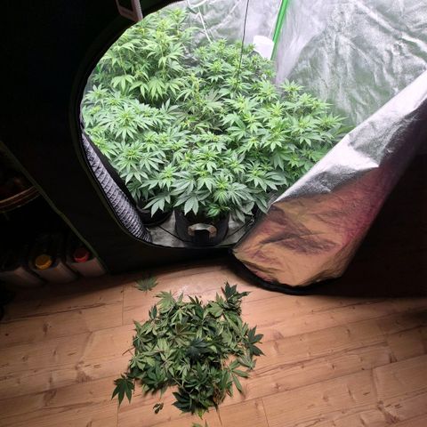 Ghost Train Haze (77-84 Tage) growlog timeline photo
