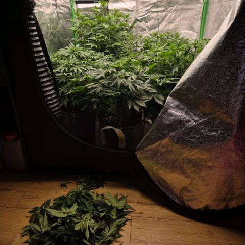 Ghost Train Haze (77-84 Tage) growlog timeline photo