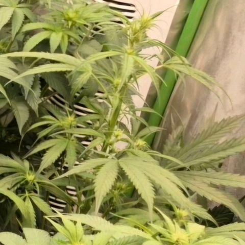 Ghost Train Haze (77-84 Tage) growlog timeline photo