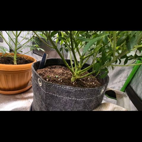 Ghost Train Haze (77-84 Tage) growlog timeline photo