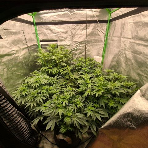 Ghost Train Haze (77-84 Tage) growlog timeline photo