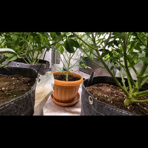 Ghost Train Haze (77-84 Tage) growlog timeline photo