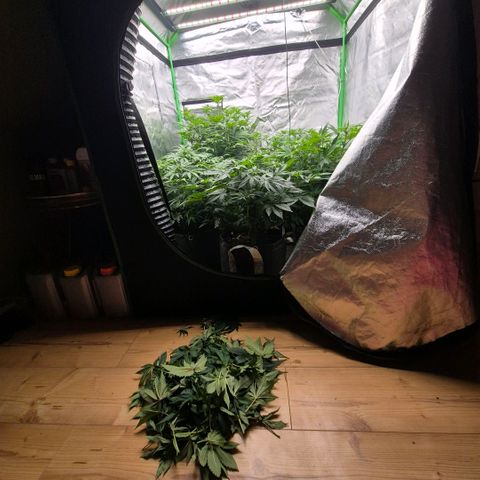 Ghost Train Haze (77-84 Tage) growlog timeline photo