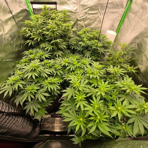 Ghost Train Haze (77-84 Tage) growlog timeline photo