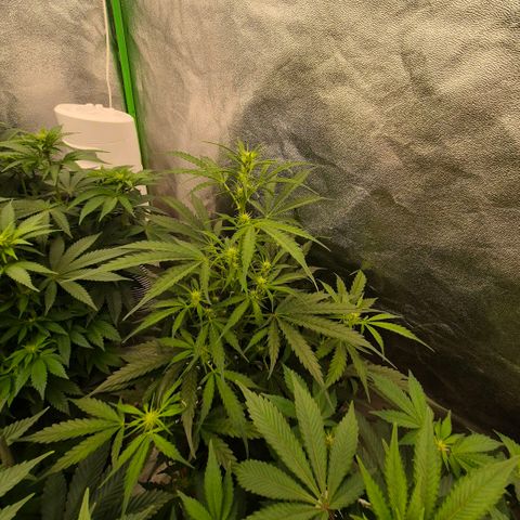 Ghost Train Haze (77-84 Tage) growlog timeline photo