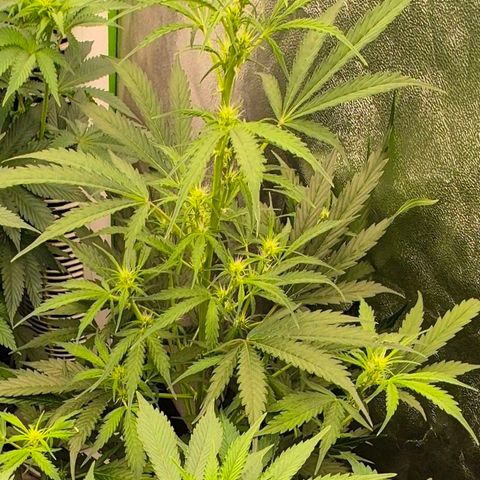 Ghost Train Haze (77-84 Tage) growlog timeline photo