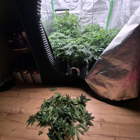 Ghost Train Haze (77-84 Tage) growlog timeline photo