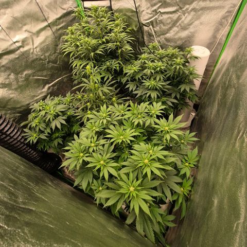 Ghost Train Haze (77-84 Tage) growlog timeline photo