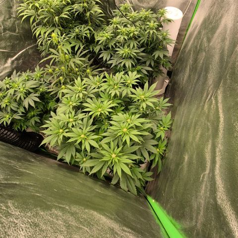 Ghost Train Haze (77-84 Tage) growlog timeline photo