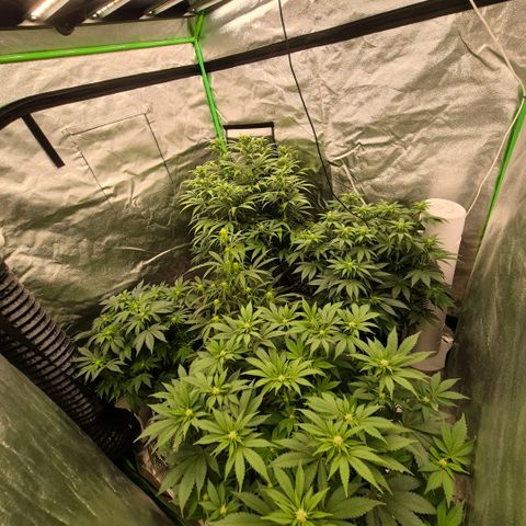 Ghost Train Haze (77-84 Tage) growlog timeline photo