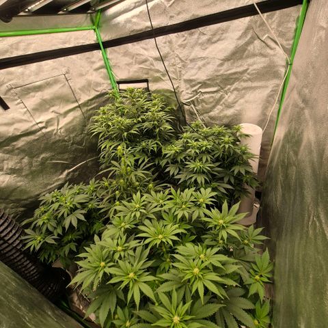 Ghost Train Haze (77-84 Tage) growlog timeline photo