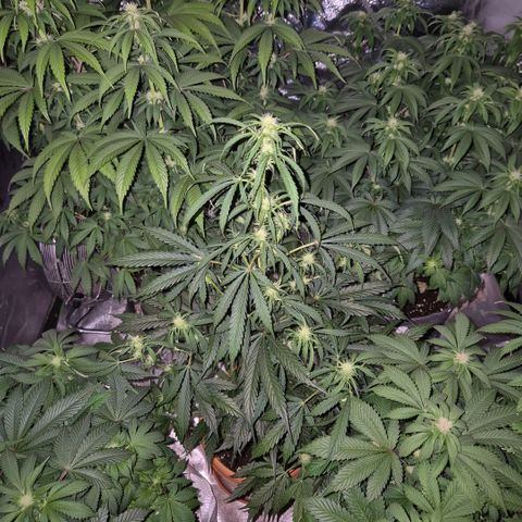 Ghost Train Haze (77-84 Tage) growlog timeline photo