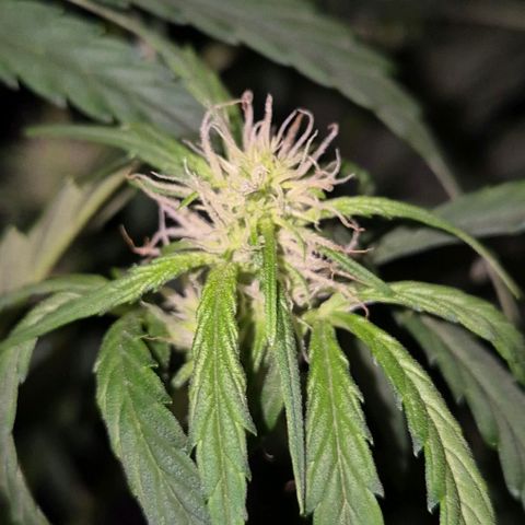 Ghost Train Haze (77-84 Tage) growlog timeline photo