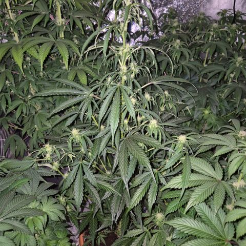 Ghost Train Haze (77-84 Tage) growlog timeline photo
