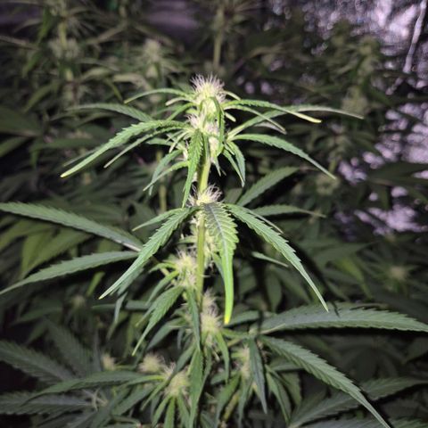 Ghost Train Haze (77-84 Tage) growlog timeline photo