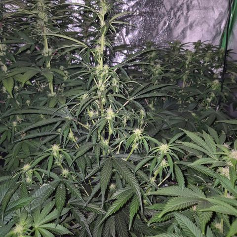 Ghost Train Haze (77-84 Tage) growlog timeline photo