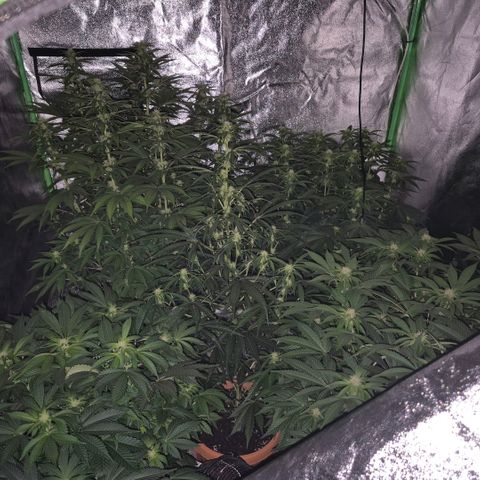 Ghost Train Haze (77-84 Tage) growlog timeline photo