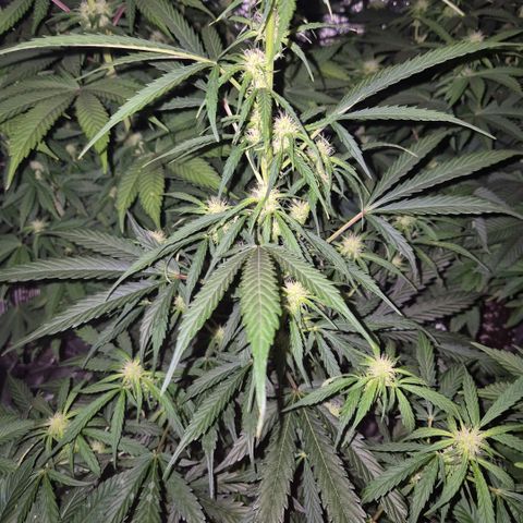 Ghost Train Haze (77-84 Tage) growlog timeline photo