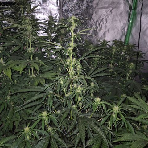 Ghost Train Haze (77-84 Tage) growlog timeline photo