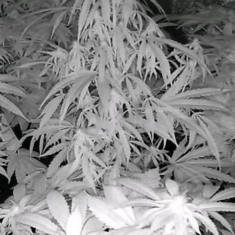 Ghost Train Haze (77-84 Tage) growlog timeline photo