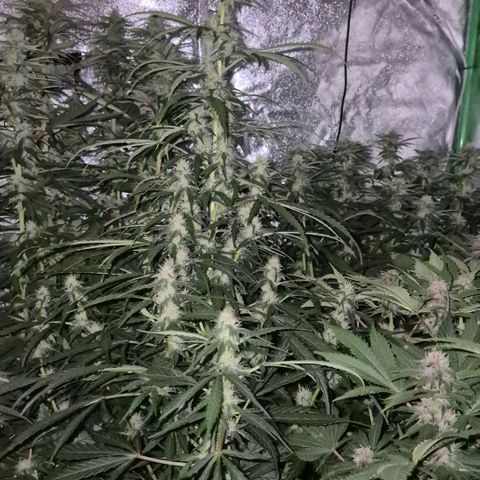 Ghost Train Haze (77-84 Tage) growlog timeline photo