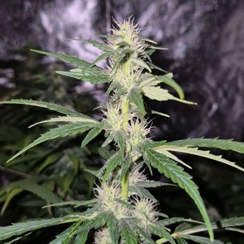 Ghost Train Haze (77-84 Tage) growlog timeline photo