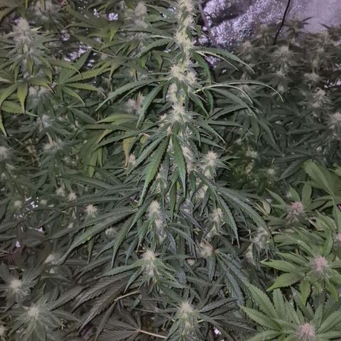 Ghost Train Haze (77-84 Tage) growlog timeline photo