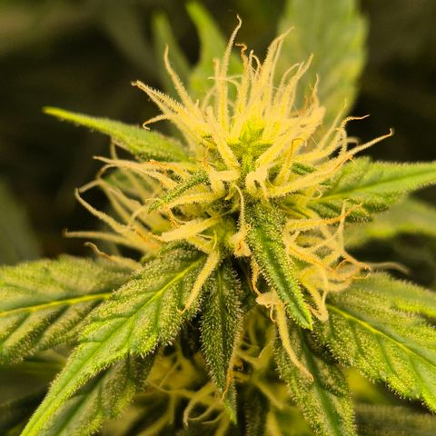 Ghost Train Haze (77-84 Tage) growlog timeline photo