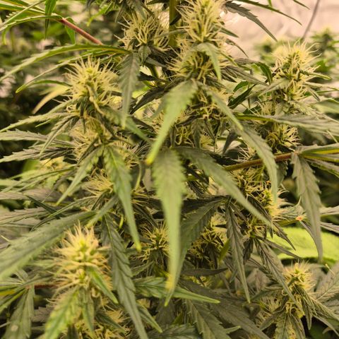 Ghost Train Haze (77-84 Tage) growlog timeline photo