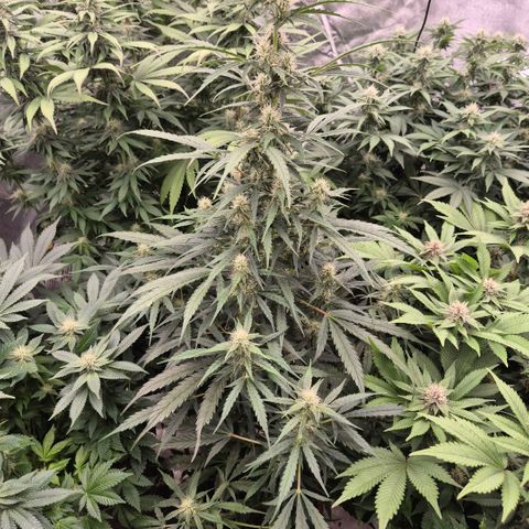 Ghost Train Haze (77-84 Tage) growlog timeline photo