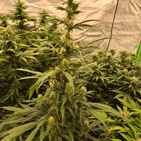 Ghost Train Haze (77-84 Tage) growlog timeline photo