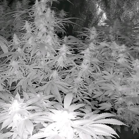 Ghost Train Haze (77-84 Tage) growlog timeline photo