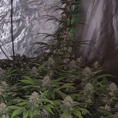 Ghost Train Haze (77-84 Tage) growlog timeline photo
