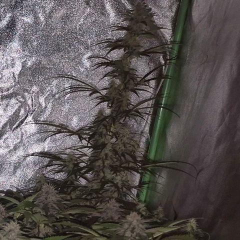 Ghost Train Haze (77-84 Tage) growlog timeline photo
