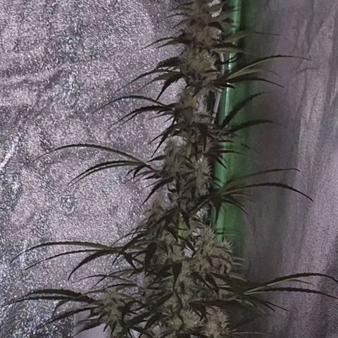 Ghost Train Haze (77-84 Tage) growlog timeline photo
