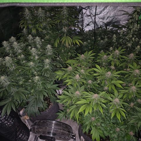 Ghost Train Haze (77-84 Tage) growlog timeline photo