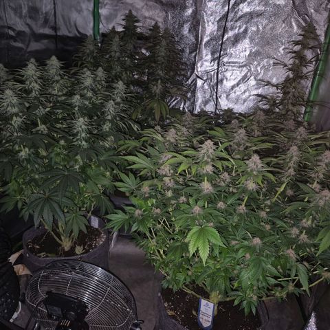 Ghost Train Haze (77-84 Tage) growlog timeline photo