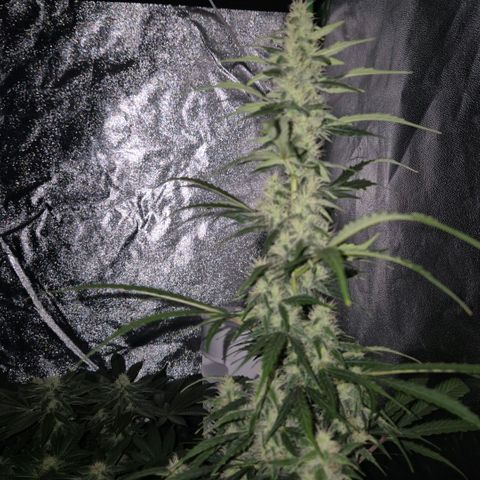 Ghost Train Haze (77-84 Tage) growlog timeline photo
