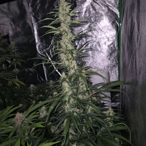 Ghost Train Haze (77-84 Tage) growlog timeline photo