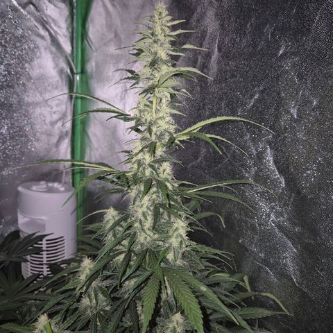 Ghost Train Haze (77-84 Tage) growlog timeline photo