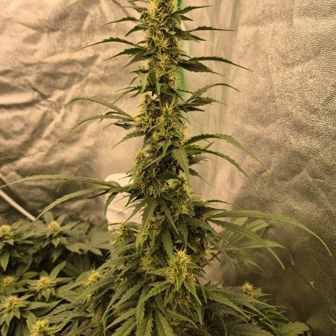 Ghost Train Haze (77-84 Tage) growlog timeline photo