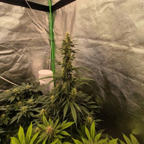 Ghost Train Haze (77-84 Tage) growlog timeline photo