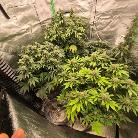 Ghost Train Haze (77-84 Tage) growlog timeline photo