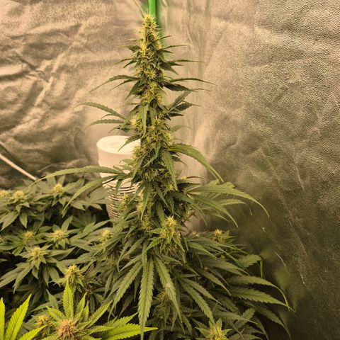 Ghost Train Haze (77-84 Tage) growlog timeline photo