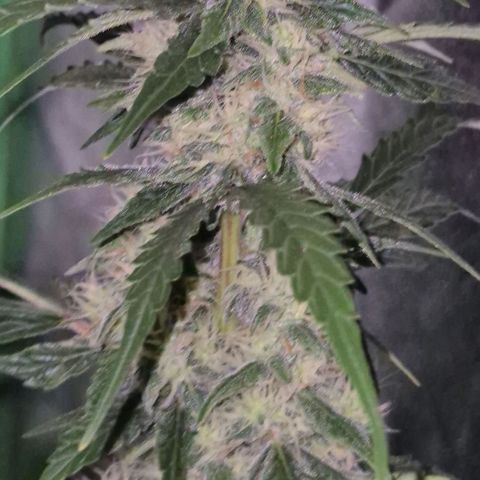 Ghost Train Haze (77-84 Tage) growlog timeline photo