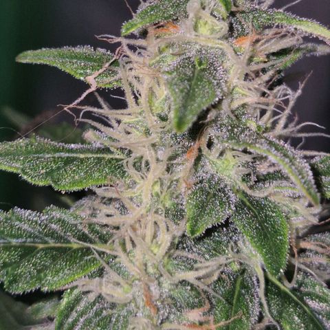 Ghost Train Haze (77-84 Tage) growlog timeline photo