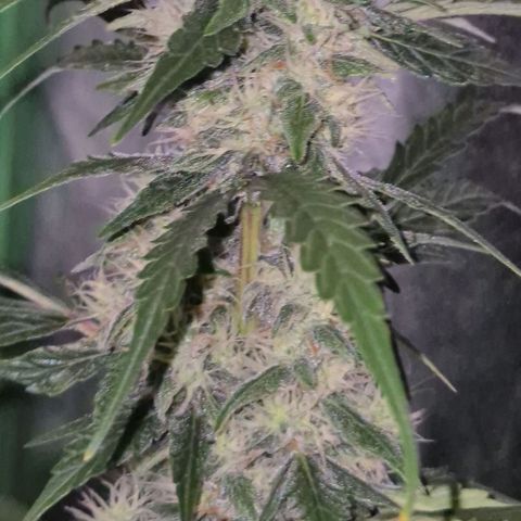 Ghost Train Haze (77-84 Tage) growlog timeline photo