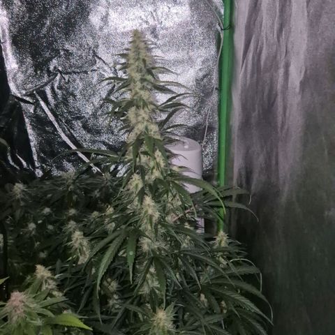 Ghost Train Haze (77-84 Tage) growlog timeline photo