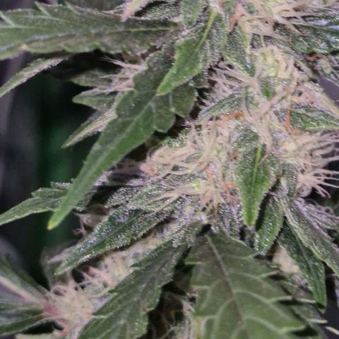 Ghost Train Haze (77-84 Tage) growlog timeline photo