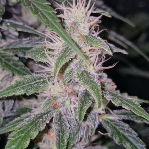 Ghost Train Haze (77-84 Tage) growlog timeline photo